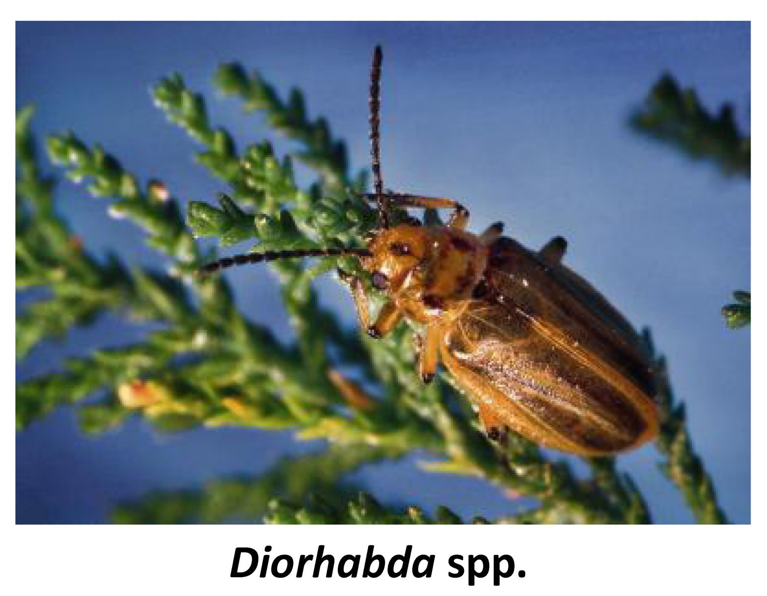 Leaf Beetles RiversEdge West